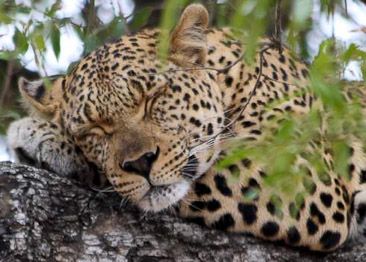Kruger Park leopard snoozing