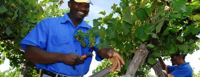 Harvesting grapes