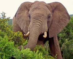 Elephant in Addo Elephant National Park