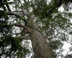 'The Big Tree' in the Tsitsikamma Forest, not far from Storms River Village.