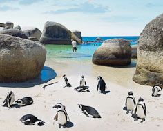 Visitors enjoy the company of African Penguins at Boulders Beach in Simonstown.