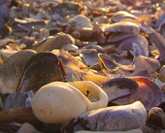 A bed of sea shells within the Cape Columbine Reserve near Paternoster on South Africa's West Coast.