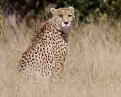 A Cheetah at the Hoedspruit Endangered Species Centre near Hoedspruit - South Africa.