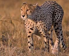 A lone cheetah walks through the veld at Sabi Sabi Private Game Reserve in Mpumalanga, South Africa.