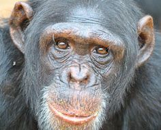 Mimi at the Chimp Eden sanctuary near Nelspruit in South Africa.