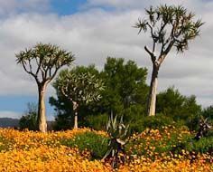 A scene in the Ramskop Wildflower Garden In Clanwilliam.