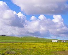 The Tienie Versfeld Wildflower Reserve is one of four wildflower reserves in the Darling area.