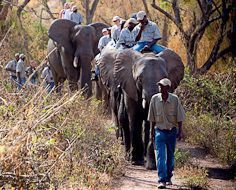 Visitors at Elephant Whispers, together with elephant handlers, get to ride the elephants.