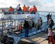 Shark-cage diving operation