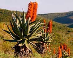 Aloes are commonly found in the wild in large parts of the Eastern and Western Cape. These were photographed at the Garden Route Game Lodge in the Albertinia district.