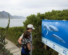 Hermanus on South Africa's Southern Cape coastline is regarded as being one of the best shore-based whale-watching spots on earth.