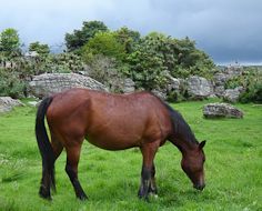 One of Kaapsehoop's wild horses grazing in the open.