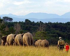 A boy and elephant handler follow elephant through tall grass at Knysna Elephant Park.