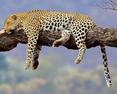 A leopard near Berg-en-Dal in the Kruger Park