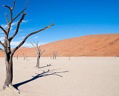 A desert scene captured near Kulala Desert Lodge, close to Sossusvlei in Namibia.