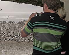 Visitors observe some of the thousands of Cape Gannets that congregate at Bird Island - Lamberts Bay.