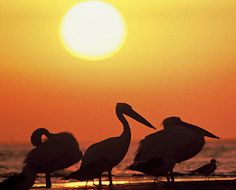 Pelicans on the beach at Lambert's Bay on South Africa's West Coast.