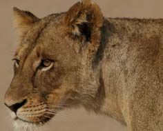 A lioness in South Africa's Kruger National Park.