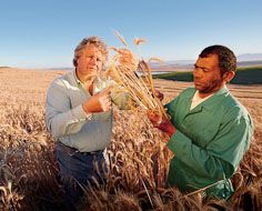 Farmer Neels Neethling (left) and employee Tol Kaptein inspecting the wheat crop on his farm near Malmesbury, South Africa.