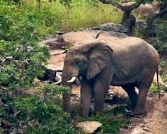 An elephant in the typical rocky terrain of the Mthethomusha Private Game Reserve near Malelane.