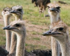 Ostriches on a farm near Oudtshoorn in South Africa.