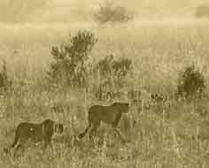 Pair of cheetah in Pilanesberg