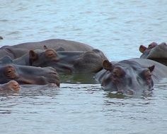 Hippopotamus in the St. Lucia Estuary, a common site on (a limited number regulated) boat cruises operated for tourists.
