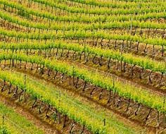 A vineyard at the Tokara Wine and Olive Farm near Stellenbosch in the Cape Winelands.