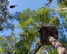 A tourist glides along a zip-line through the Tsitsikamma forest canopy.