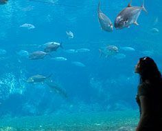 Two visitors at one of many huge fish tanks at the aquarium at uShaka Marine World in Durban.