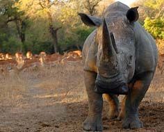 A white rhino in South Africa's Kruger National Park.