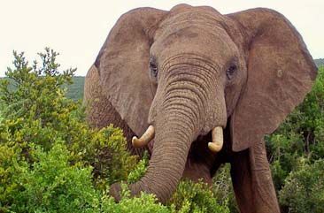 Elephant in Addo Elephant National Park