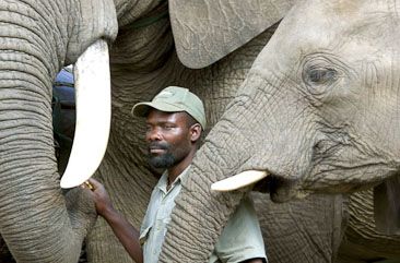 Guide with elephant at Elephant Whispers