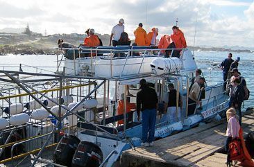 Shark-cage diving operation