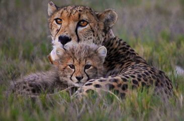 Garden Route Game Lodge - cheetah