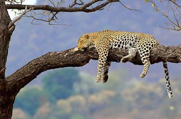 A leopard near Berg-en-Dal in the Kruger Park