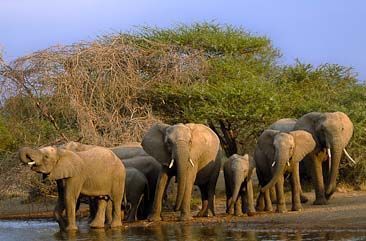 Elephants at a Kruger National Park waterhole.