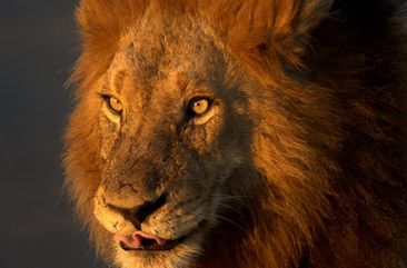 Male Lion in Kruger