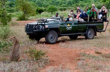 Makalali Private Game Reserve - cheetah sighting