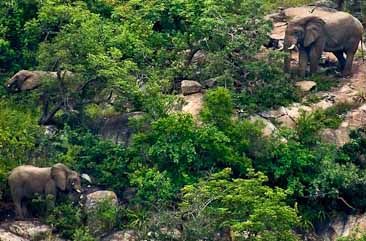 Mthethomusha Private Game Reserve - elephant