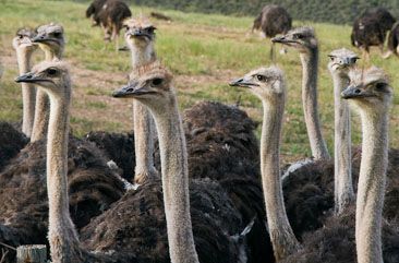 Ostrich farm