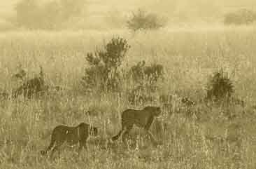 Pair of cheetah in Pilanesberg