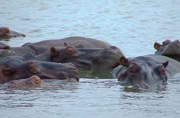 St. Lucia Estuary hippo's