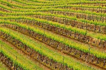 Cape Winelands vineyard