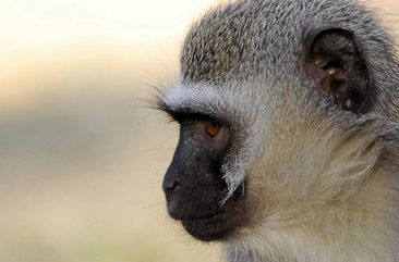 A vervet monkey in Kruger