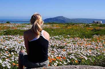 August wildflowers in West Coast National Park