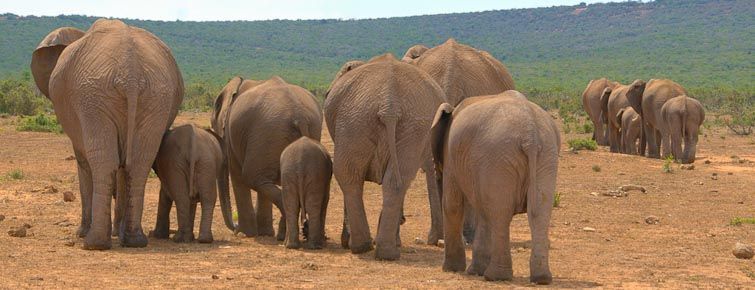 Elaphant in Addo Elephant National Park