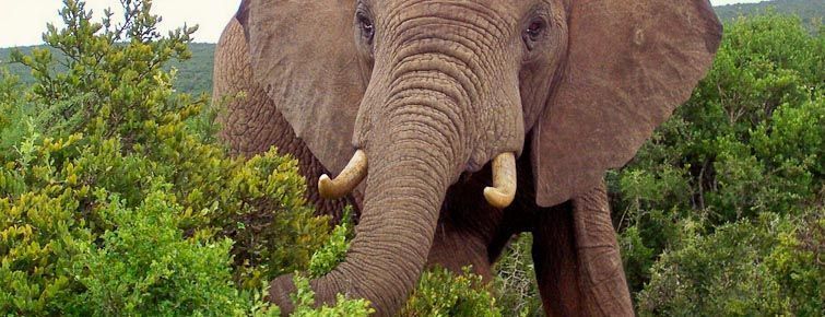 Elephant in Addo Elephant National Park