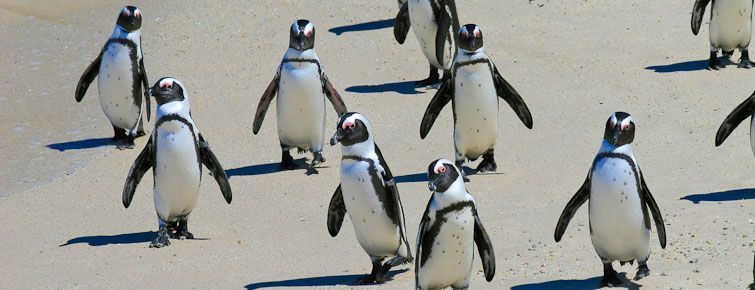 African Penguins at Betty's Bay