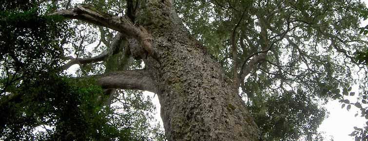 The Big Tree (Tsitsikamma)